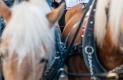 Egetmann_2015-3462